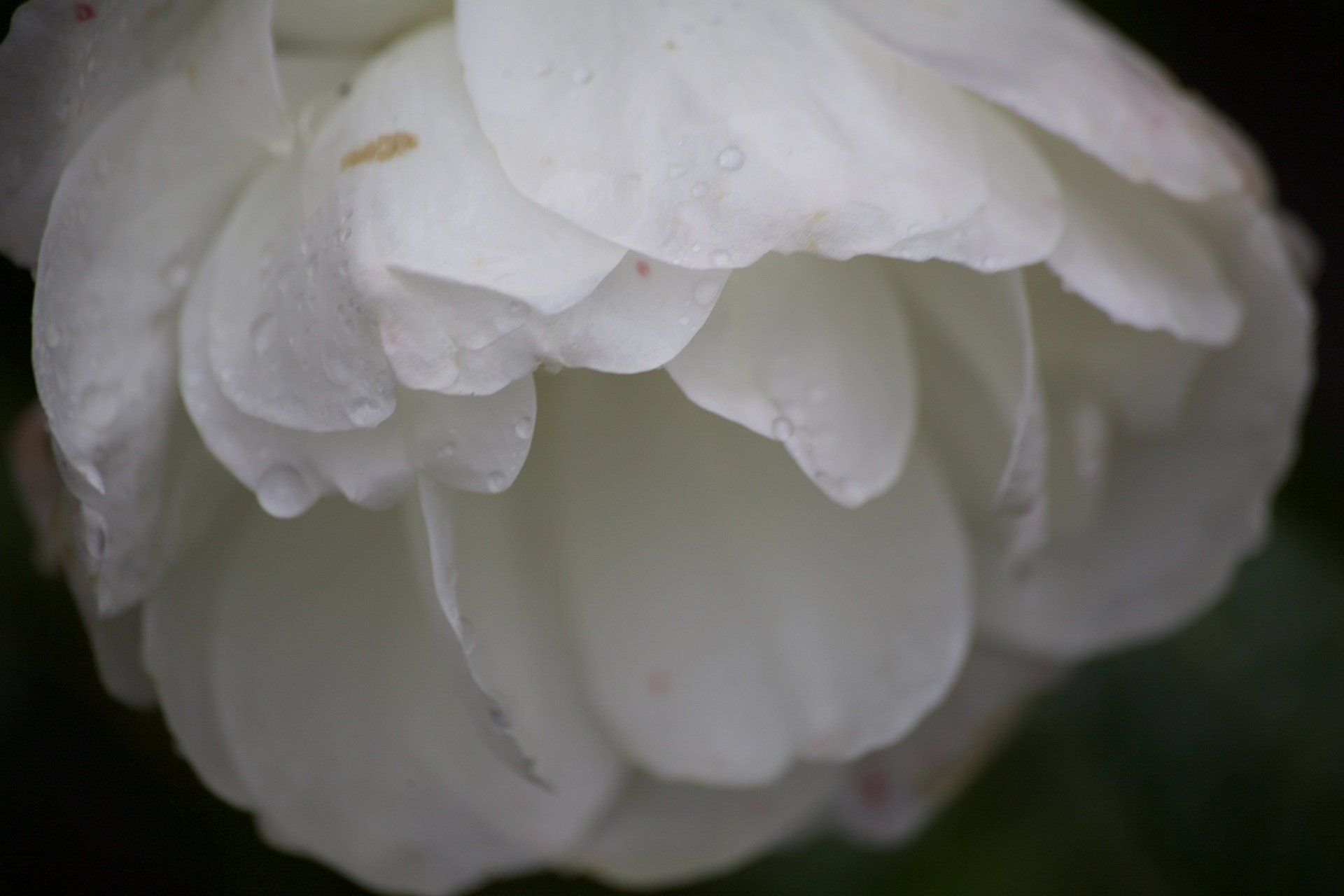 Een close-up van een witte roos met waterdruppels op de bloemblaadjes.