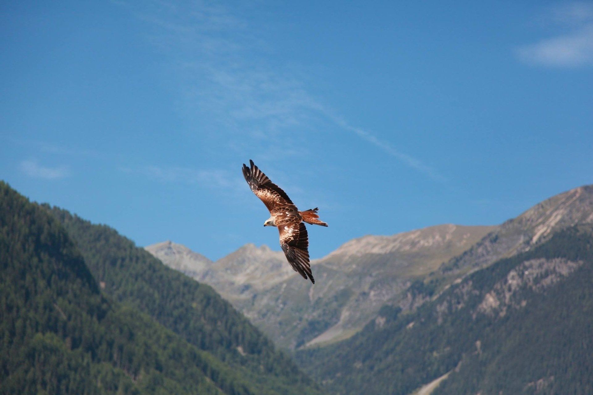 Een vogel vliegt over een bergketen.