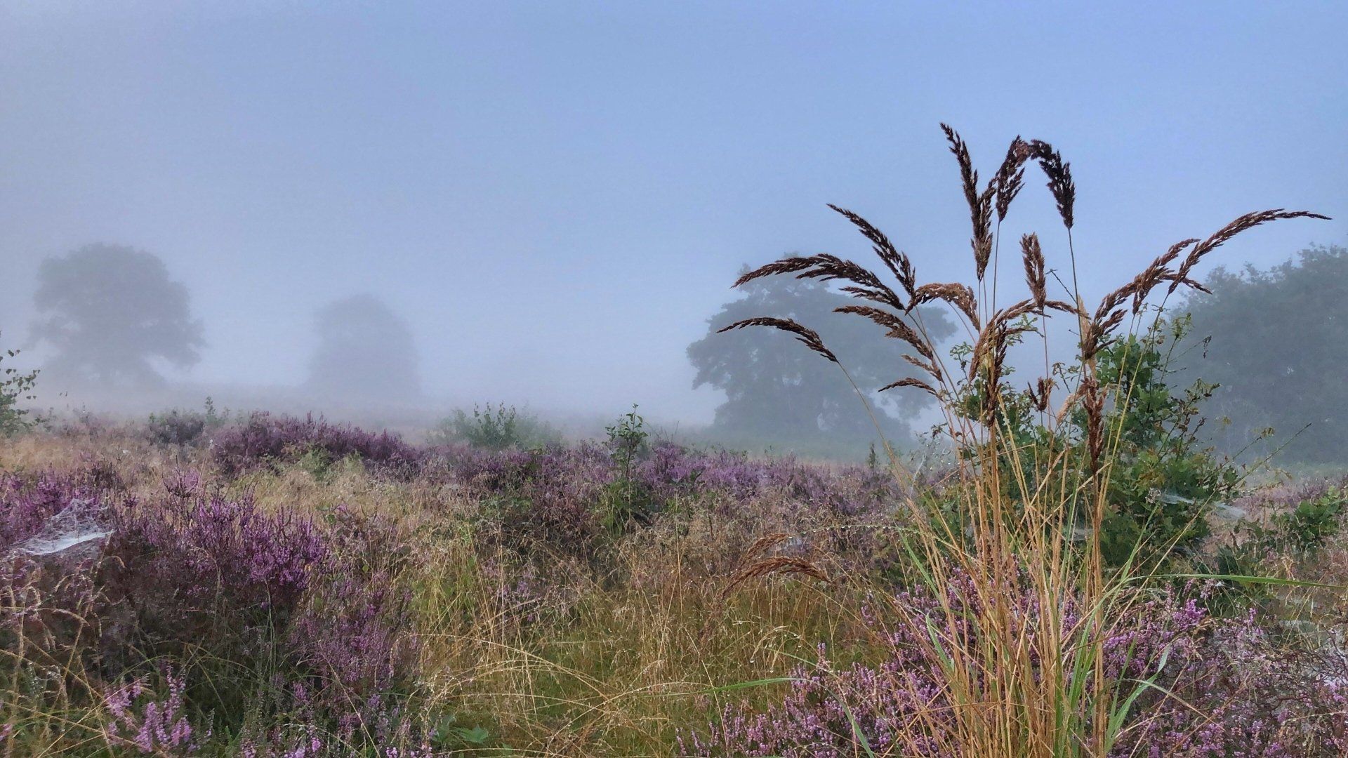 Een veld met hoog gras en paarse heide op een mistige dag.