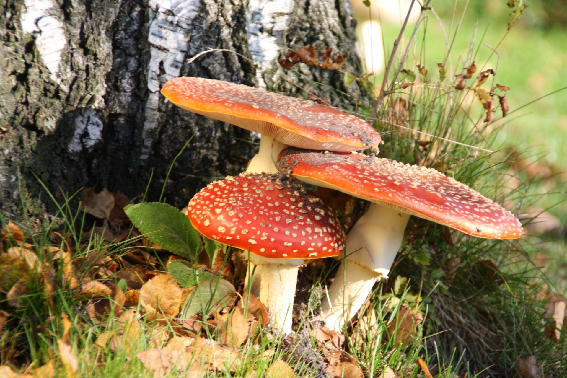 Er groeien drie paddenstoelen op een boomstronk in het gras.