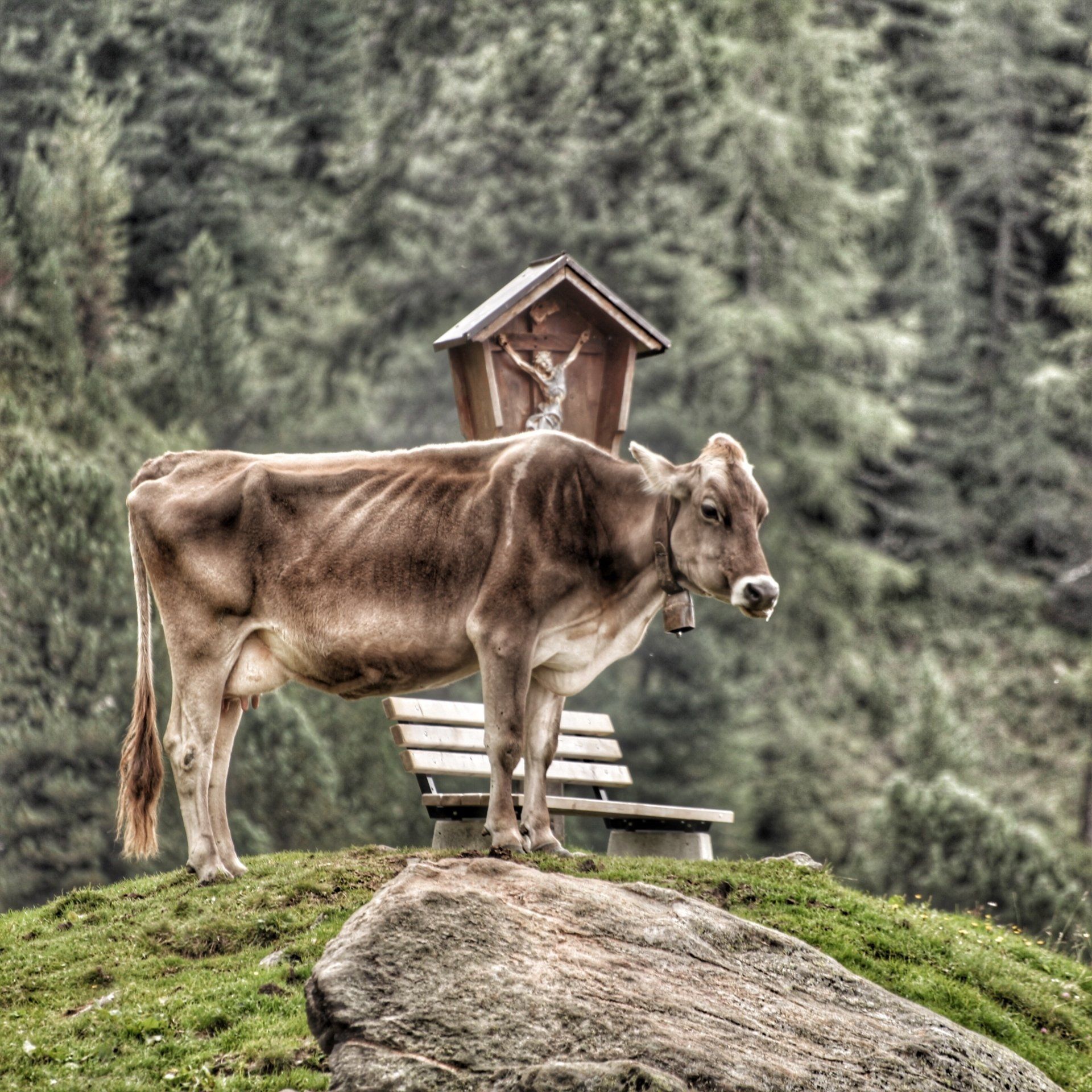 Een koe die bovenop een met gras begroeide heuvel staat naast een houten bank