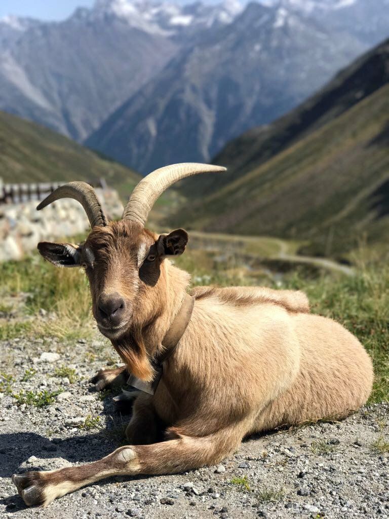 Een geit met horens ligt op de grond voor een berg.