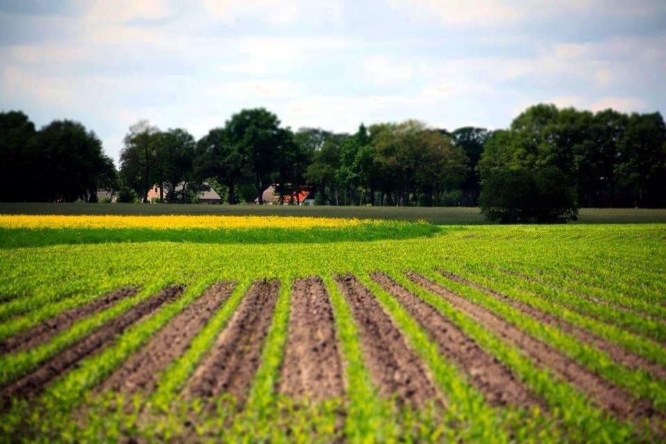 Een prachtig ingezaaide akker met bomen op de achtergrond.