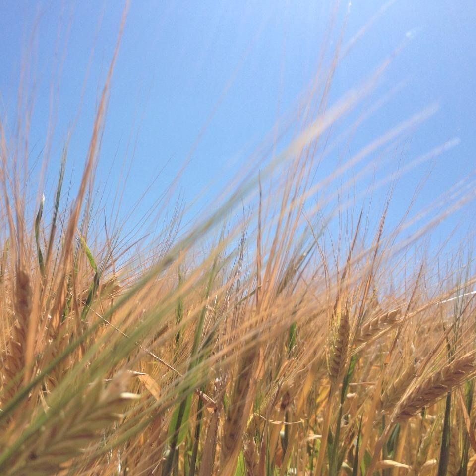 Een tarweveld met een blauwe lucht op de achtergrond