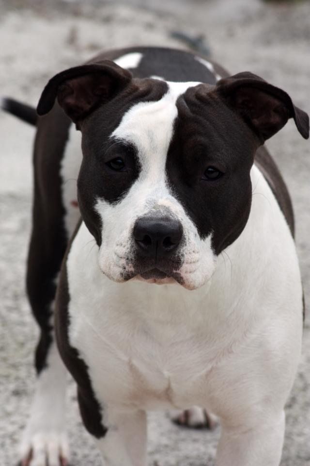 Een zwart-witte Amerikaanse Staffordshireterriër kijkt naar de camera.