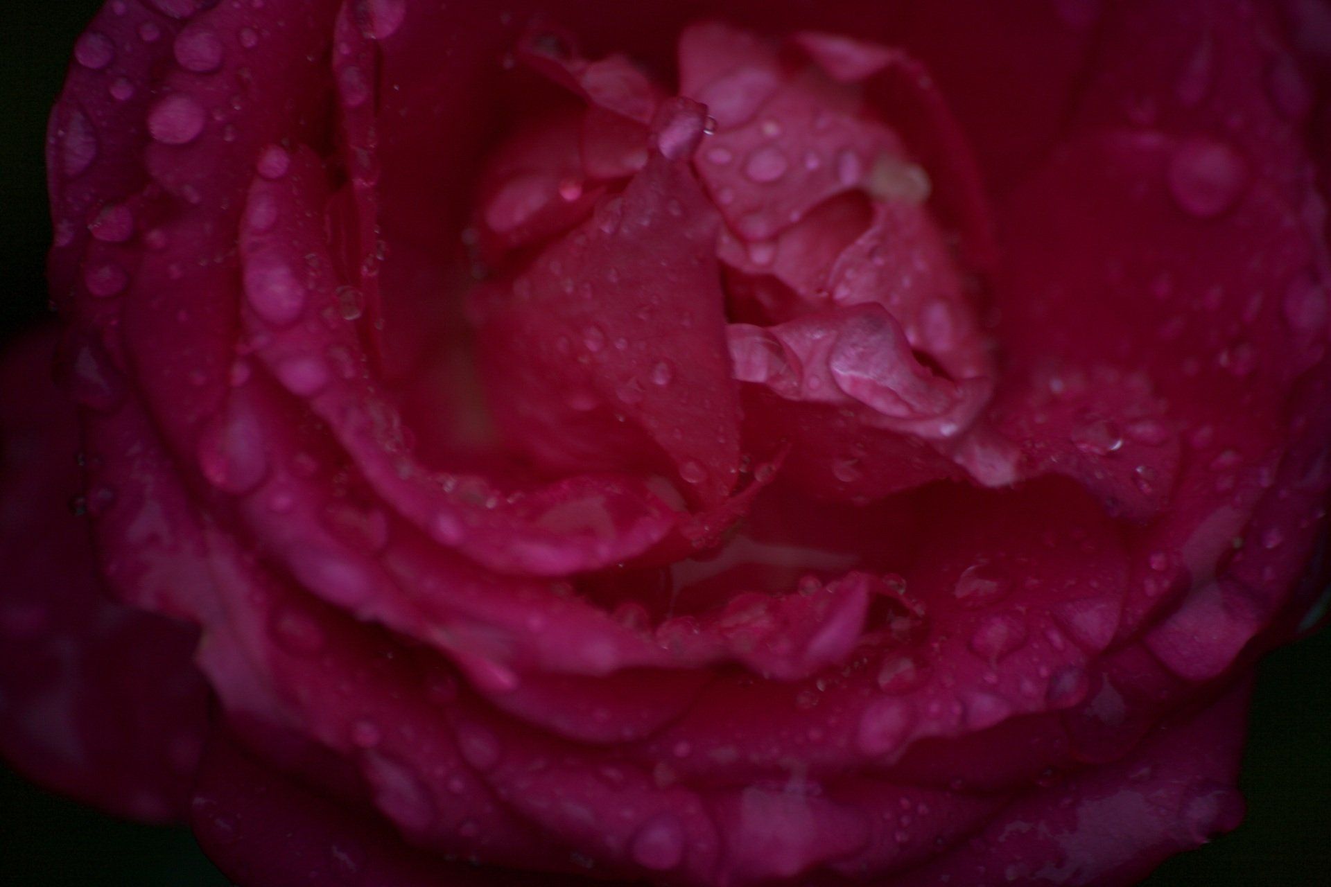 Een close-up van een roze roos met waterdruppels erop