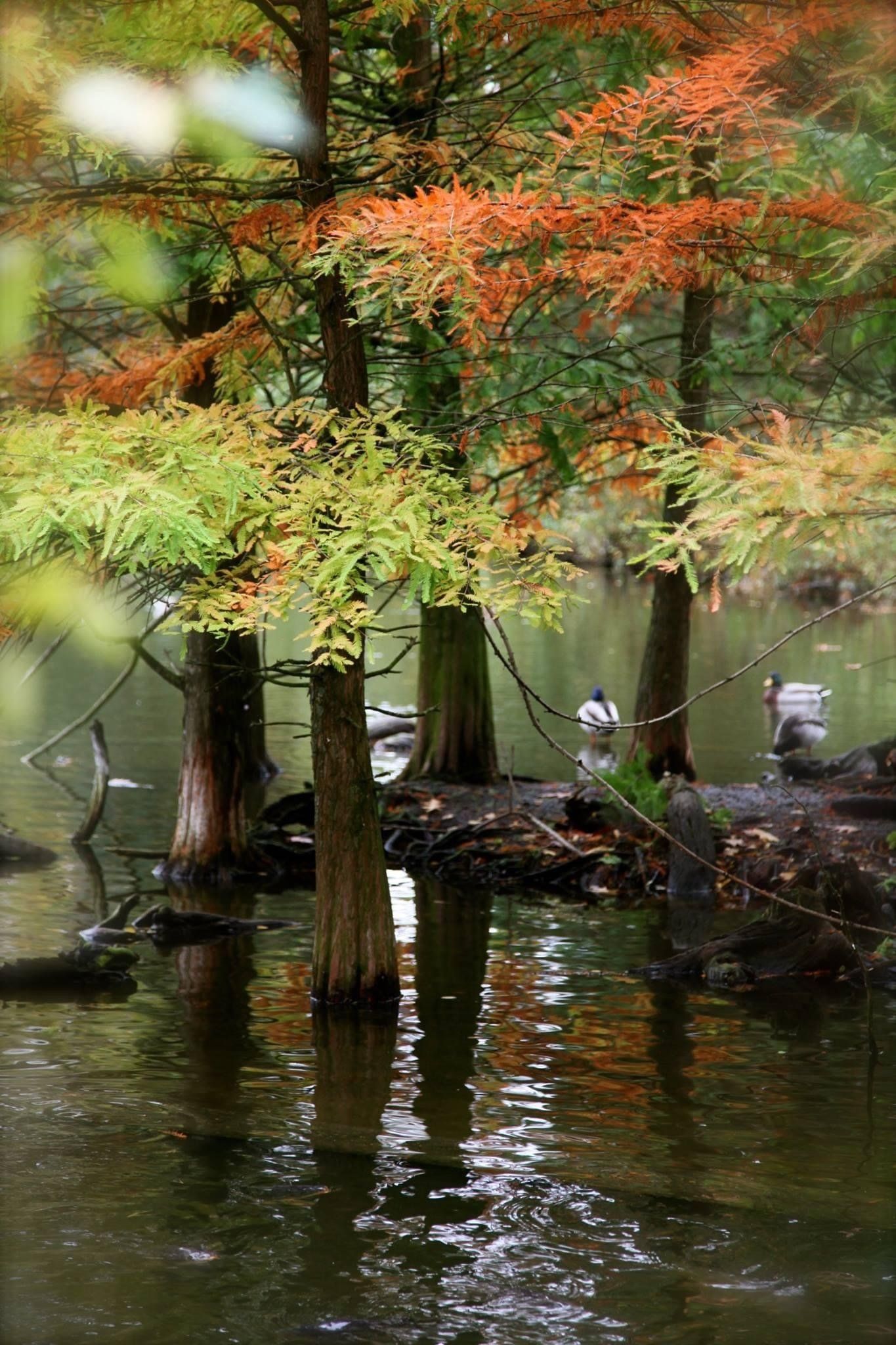 Eenden zwemmen in een vijver omgeven door bomen.