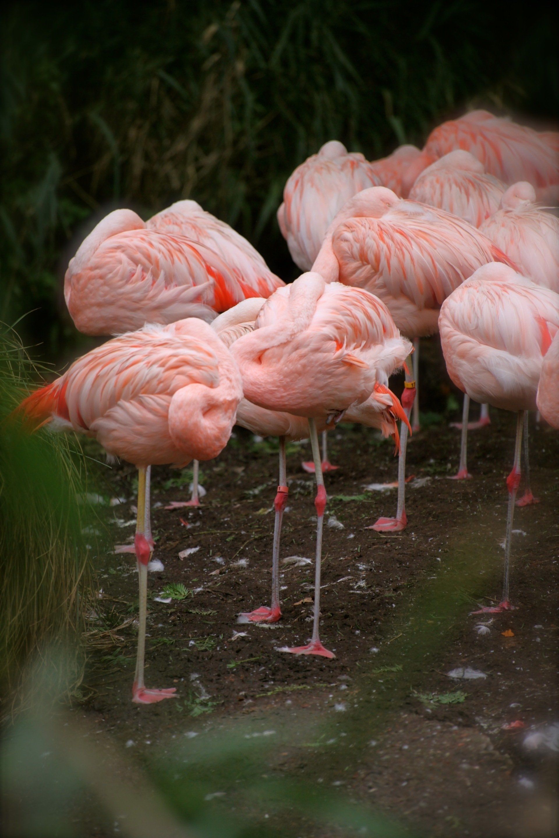 Een groep roze flamingo's die naast elkaar op de grond staan.