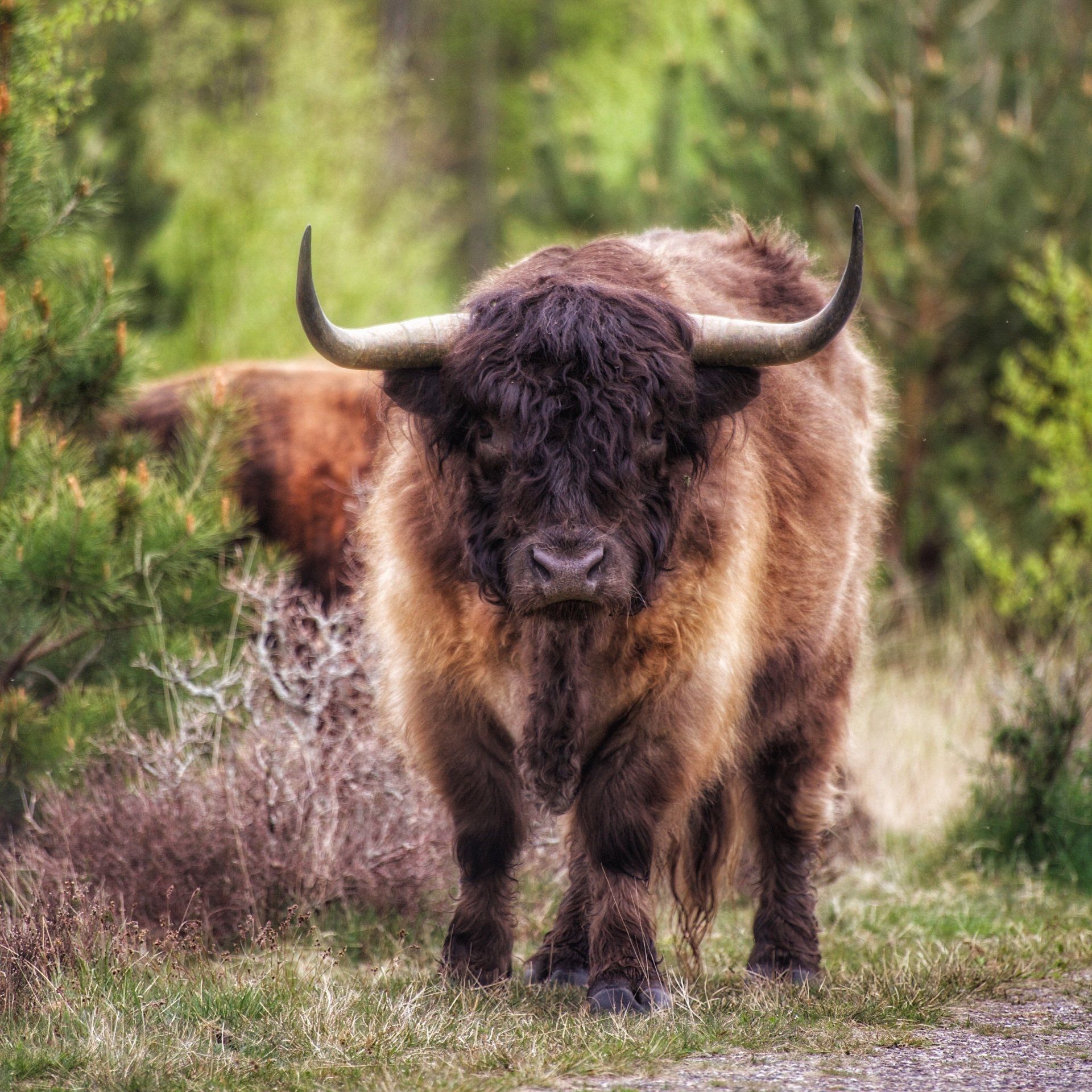 Een bruine stier met lange horens staat op een zandweg.
