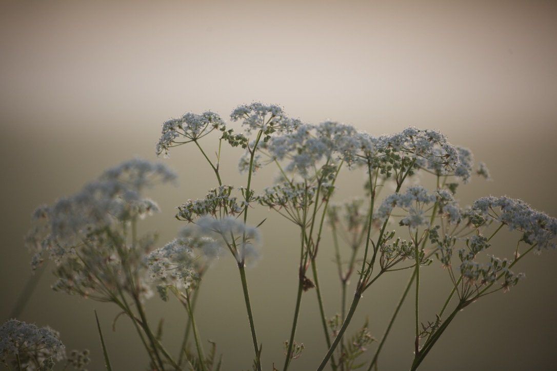 Een close-up van een bos witte bloemen tegen een grijze achtergrond.