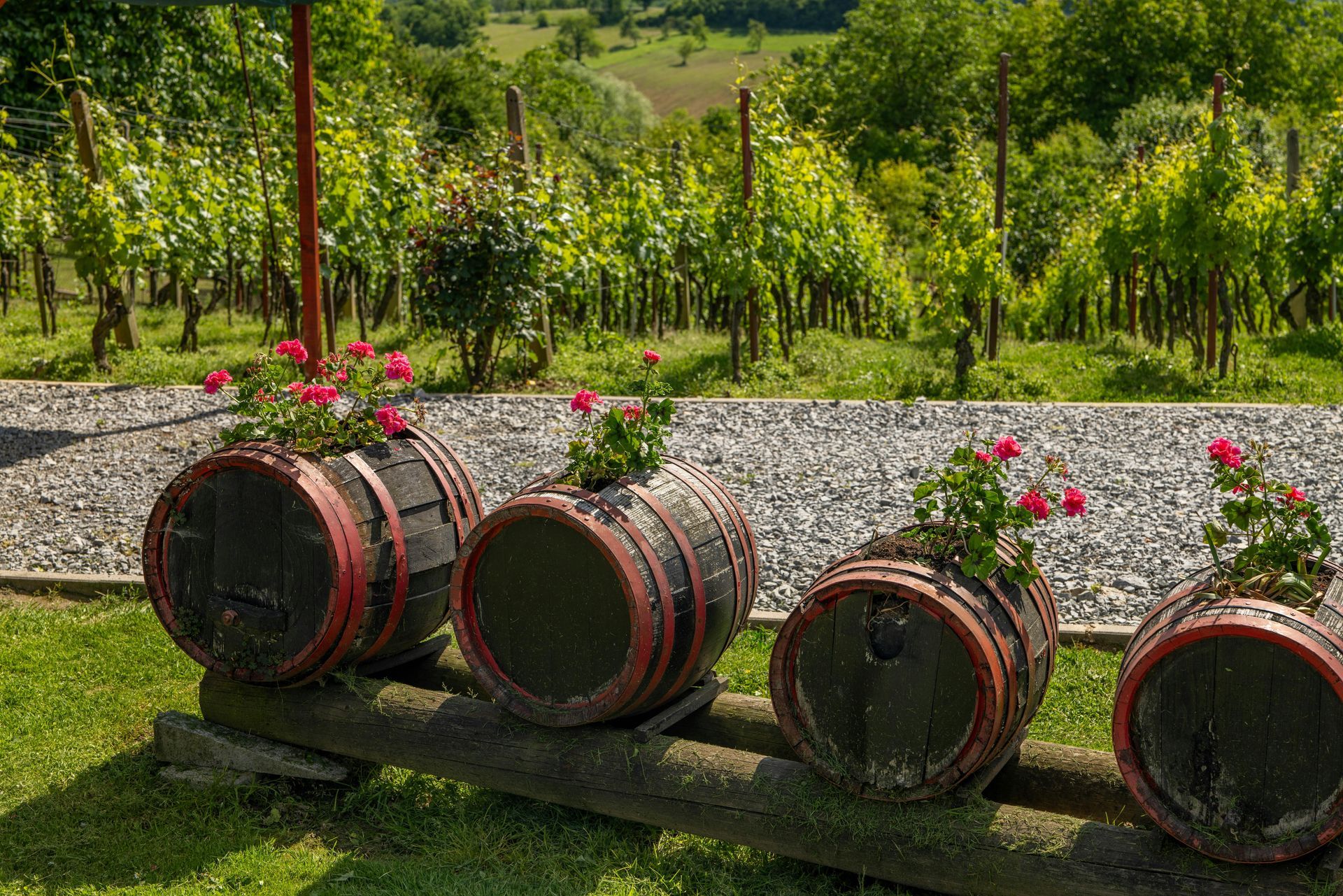 Four wine barrels with red trim, filled with flowers, sit in front of a vineyard.