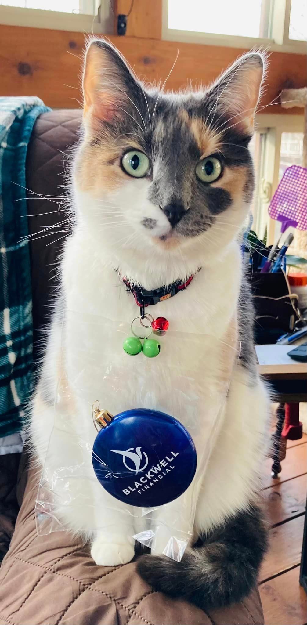 Blackwell Financial Christmas Cat
