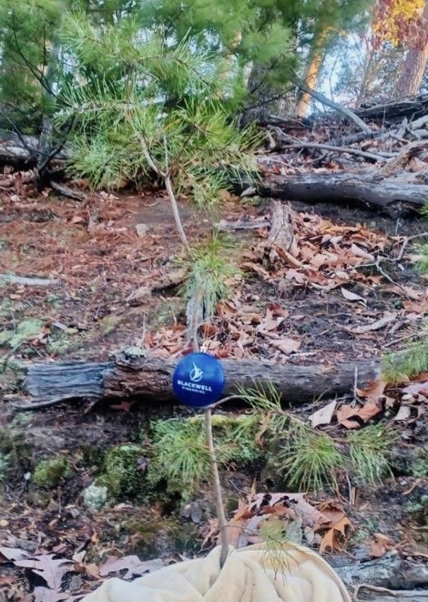 Client Christmas tree with Blackwell ornament