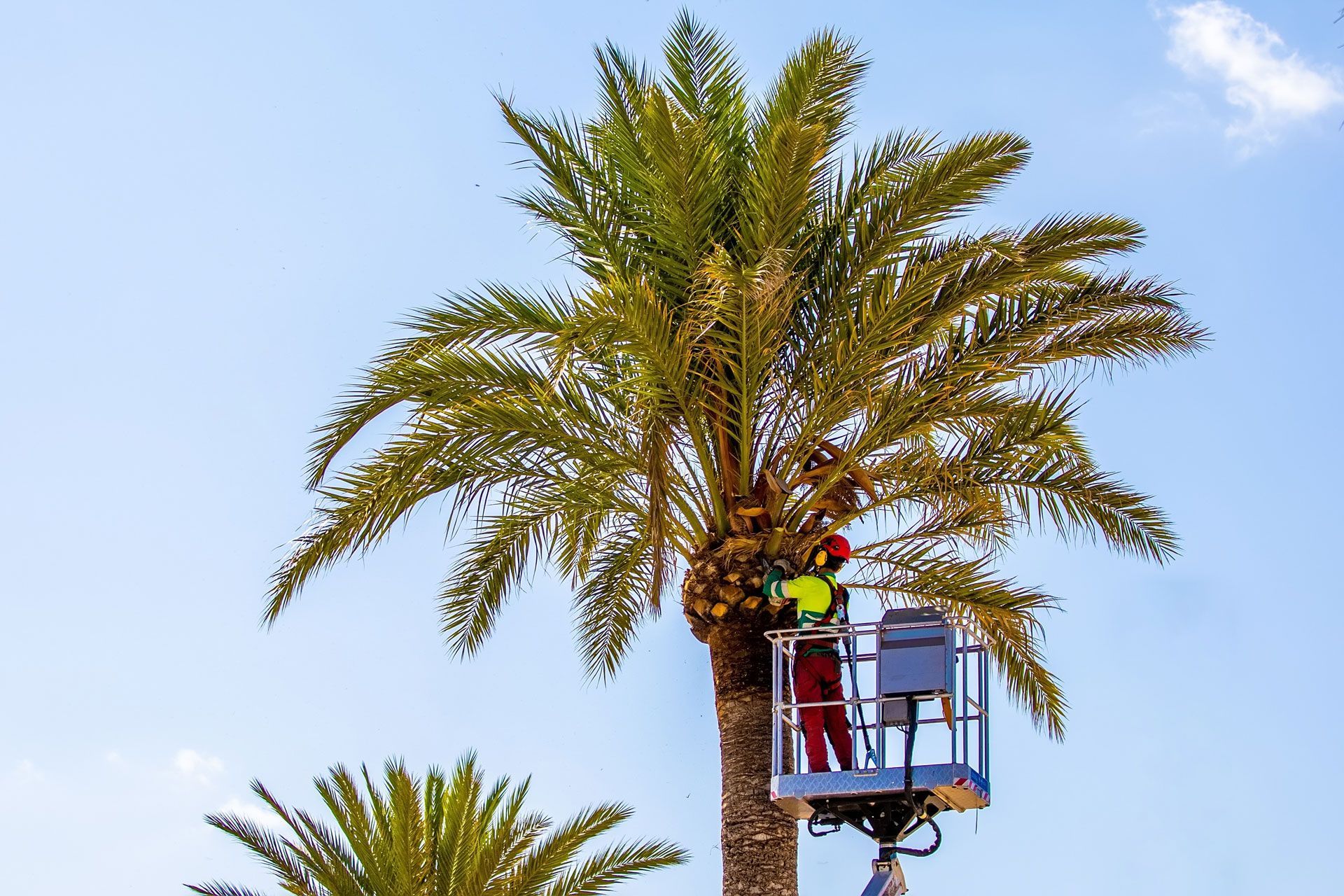 Two people in a lift trimming palm tree branches against a blue sky.