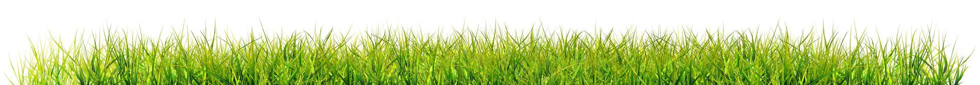 Grass Background