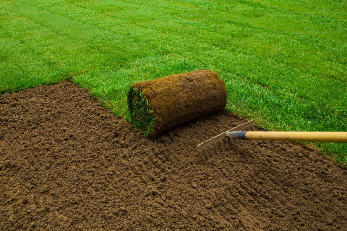 A sod roll rests on prepared soil beside a newly sodded lawn, rake in the foreground.