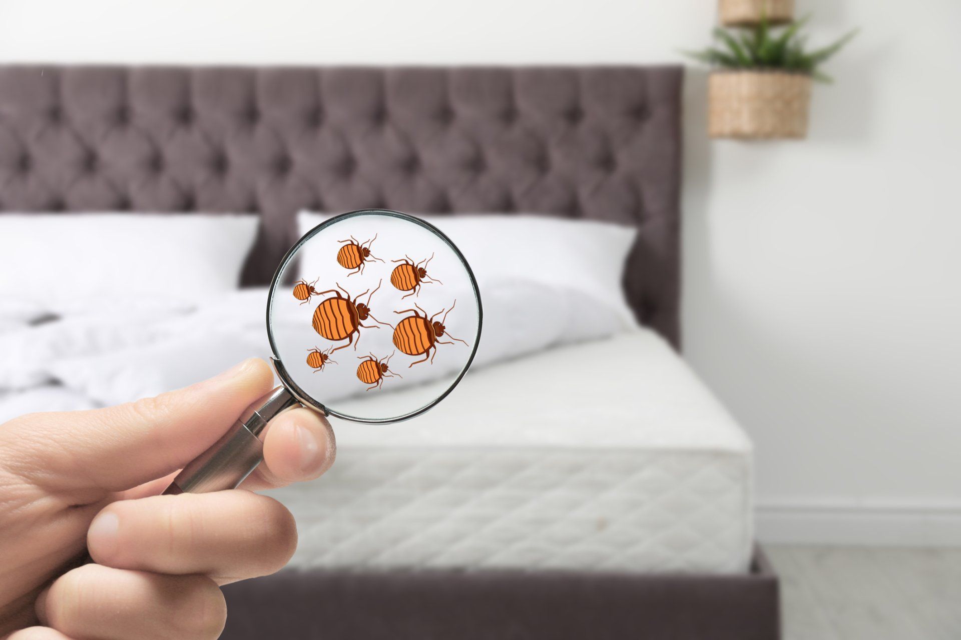 3 Tips for Preventing a Bed Bug Infestation in Your Home
