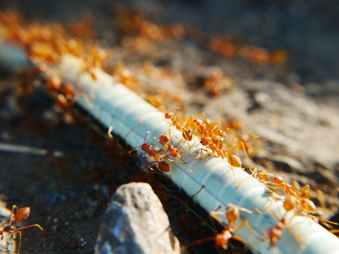 A Quick Introduction to Fire Ants and How to Deal with Them
