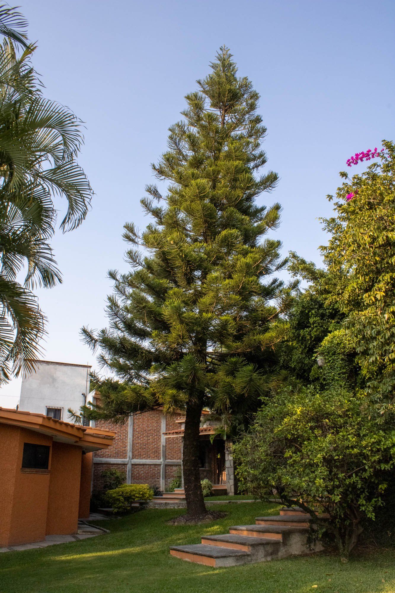 Un gran pino está en medio de un exuberante patio verde.