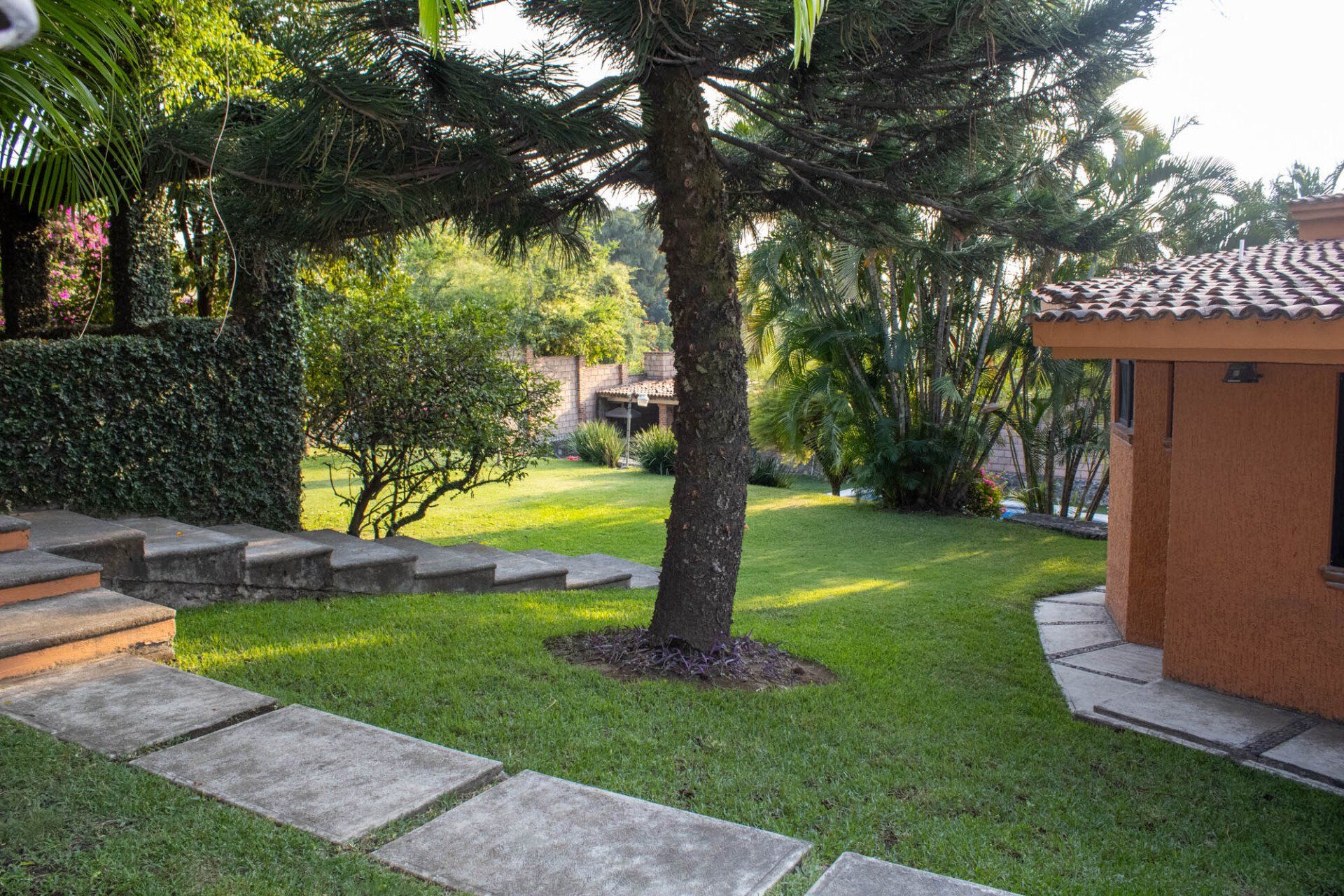 Hay un árbol en el medio de un exuberante patio verde.