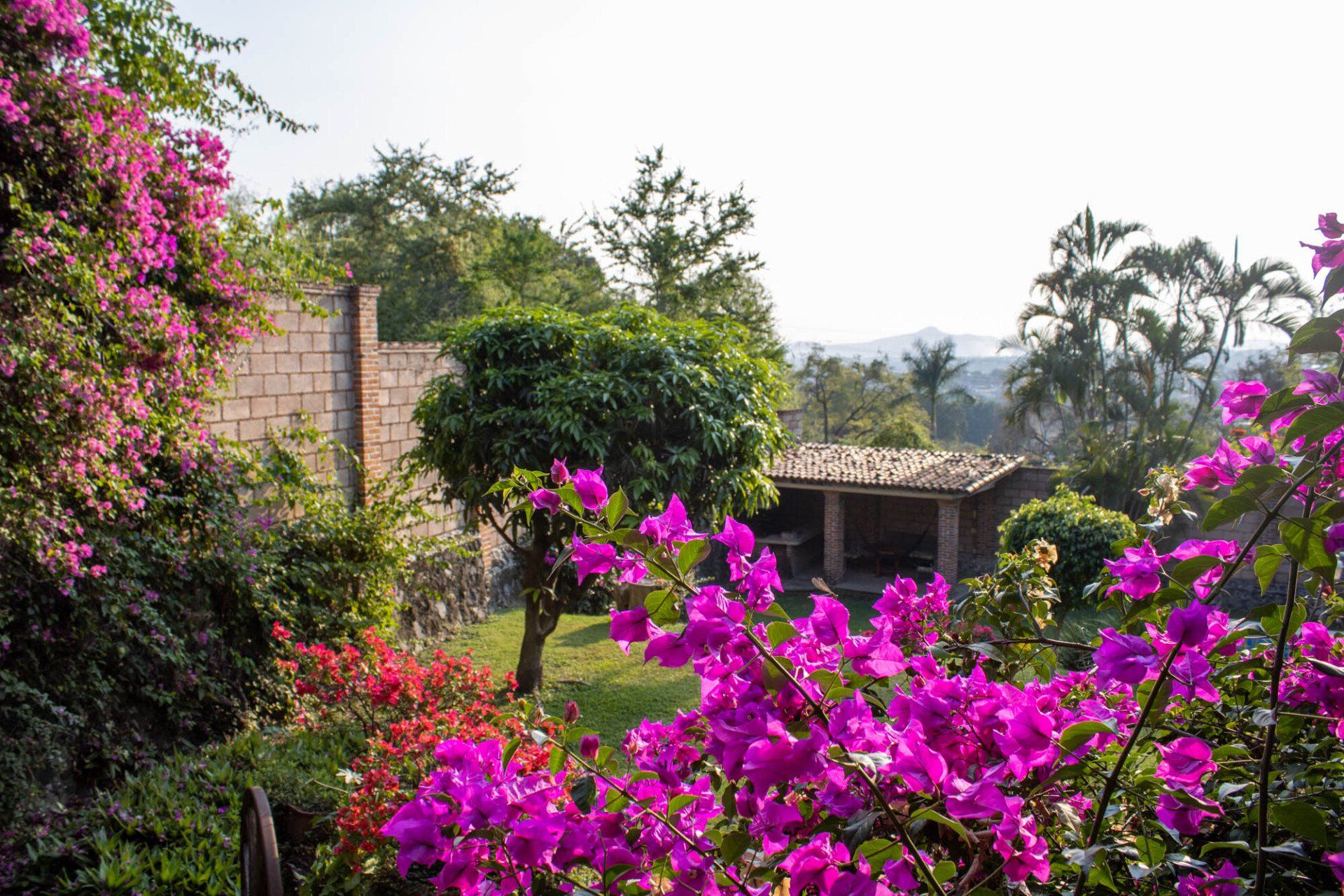 Un jardín lleno de muchas flores violetas y una casa al fondo.