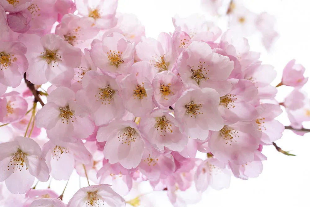 Pink cherry blossoms in full bloom against a bright white background.