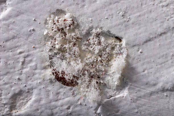 White mold on a wall with a small hole, indicating a need for mold remediation.