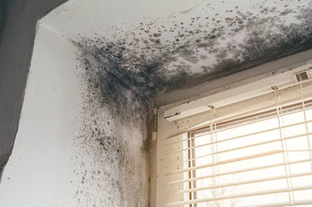 Mold growth on a wall near a window, highlighting moisture issues requiring professional mold remediation to protect your home and health.