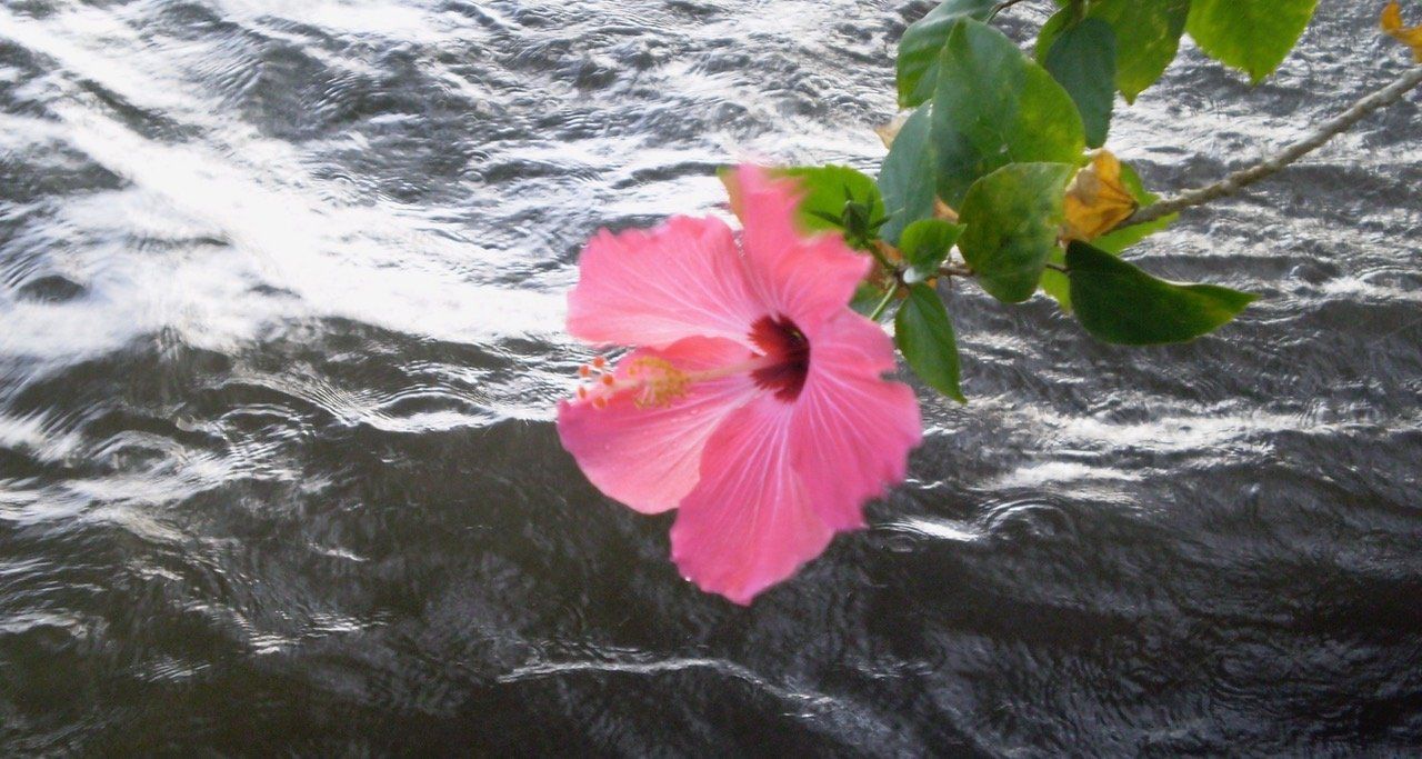 Eine rosa Blume schwimmt auf einer Wasseroberfläche.