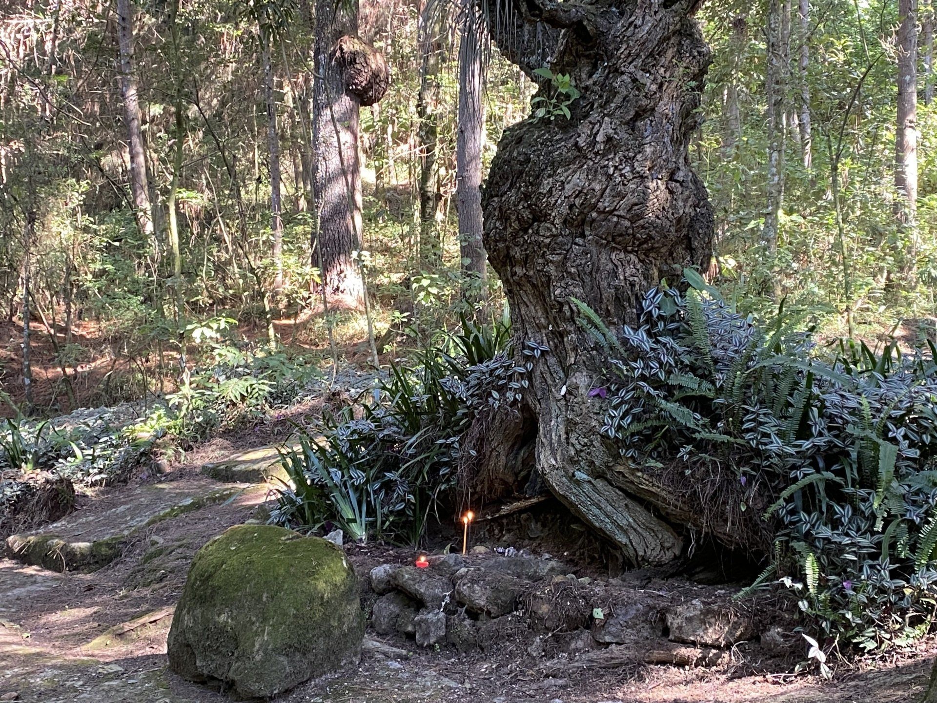 Ein großer Baum mitten in einem Wald mit einer Kerze in den Wurzeln.