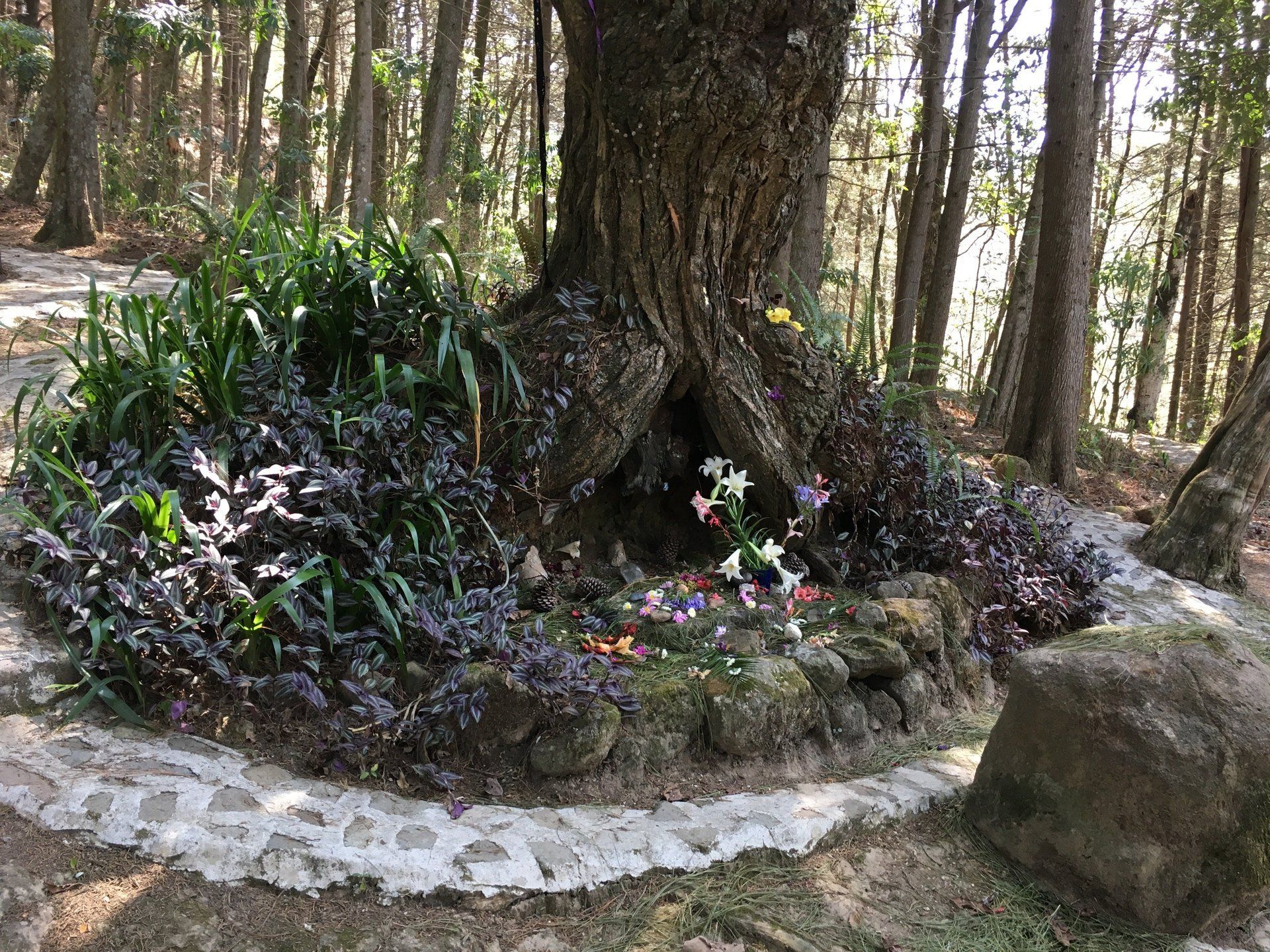 Ein Baumstamm inmitten eines Waldes, umgeben von Pflanzen und Felsen.