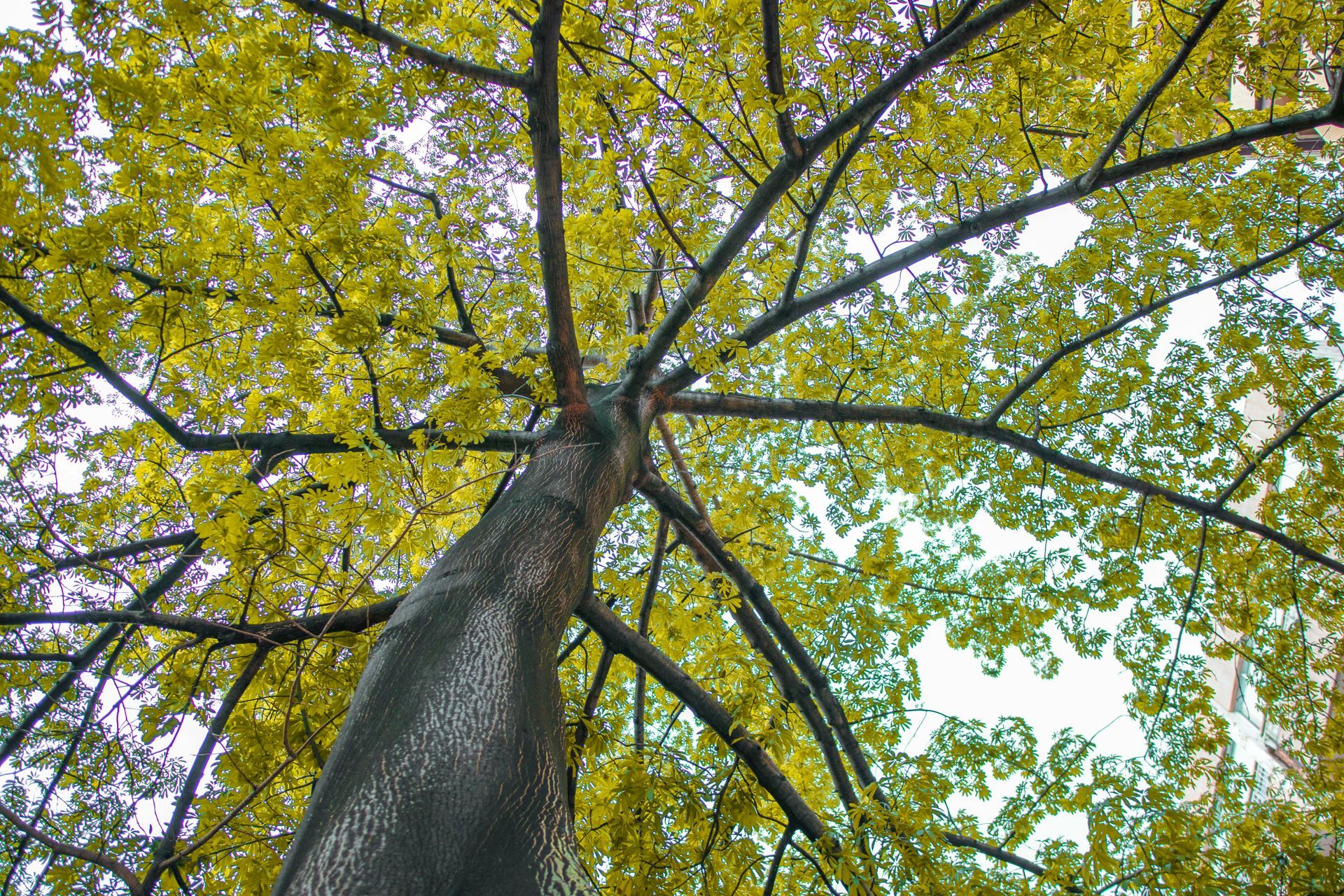 somatic practices in nature under tree
