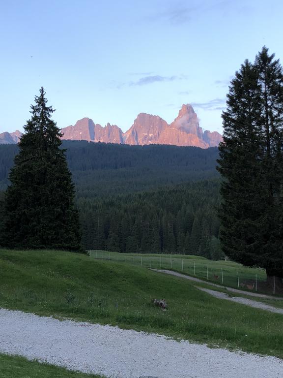 prati e alberi di montagna
