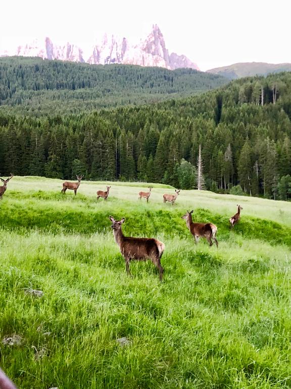 cerbiatti in montagna