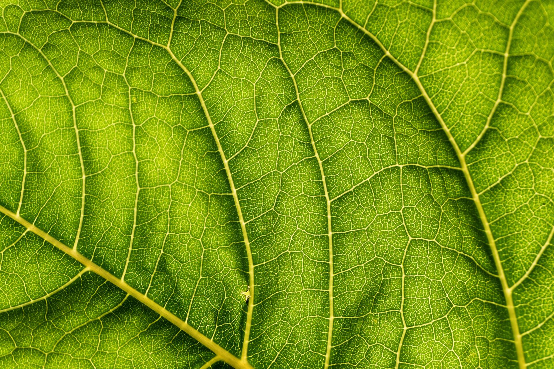 A bright green macro image of the structure of a leaf