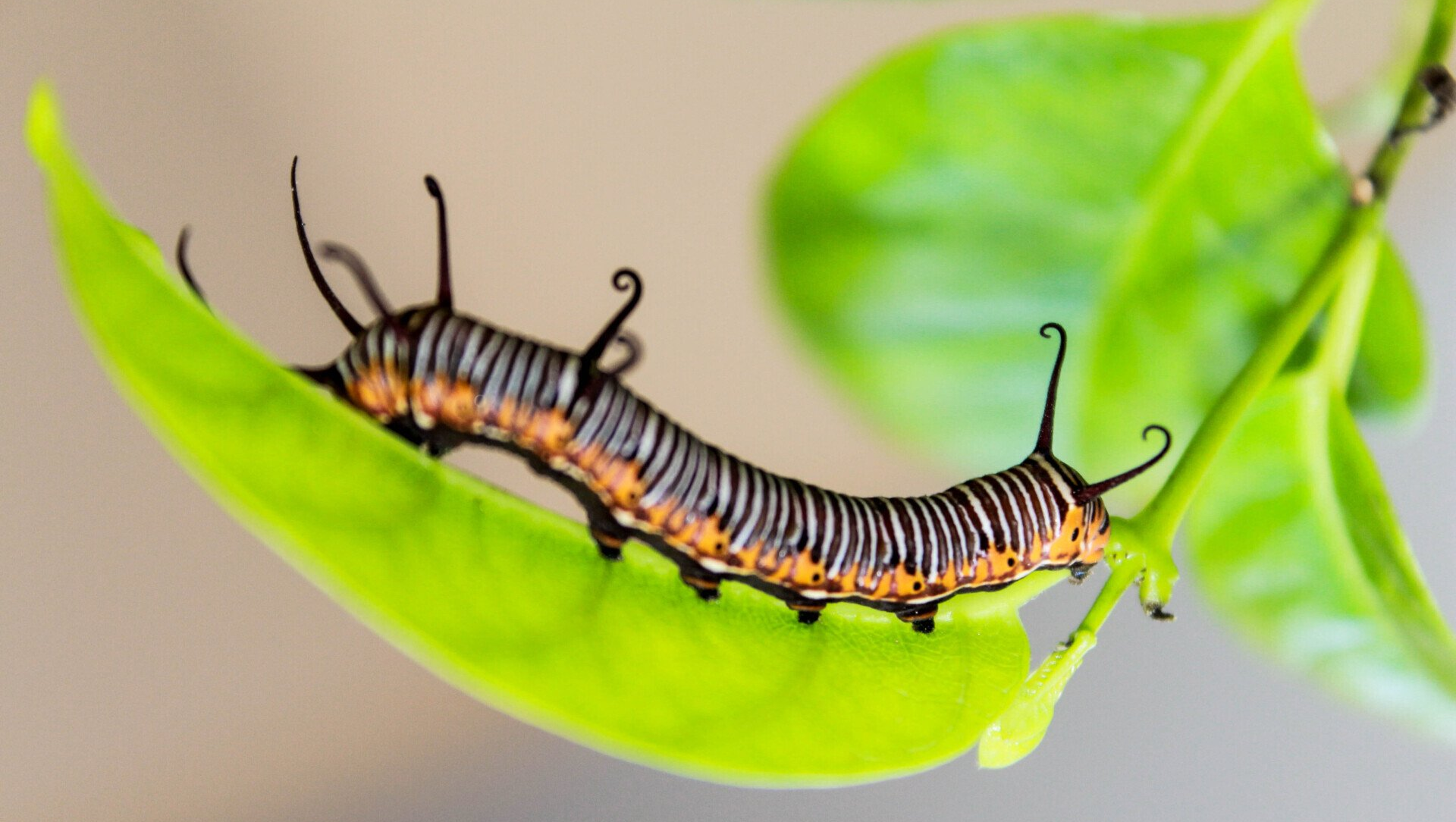 An image of a beautiful caterpillar on a green leaf