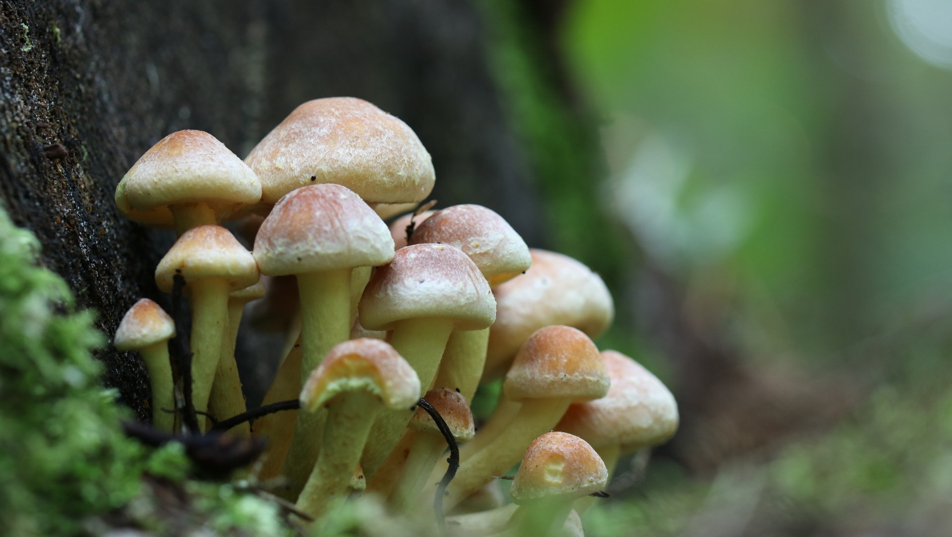 An image of a group of small mushrooms growing against a tree trunk