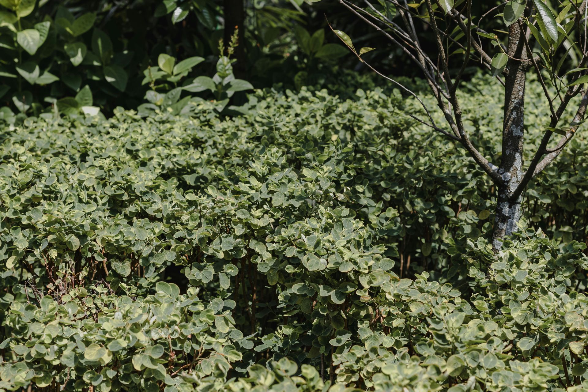 A lush patch of variegated, heart-shaped leaves growing beneath a small, leafless tree in a garden setting.