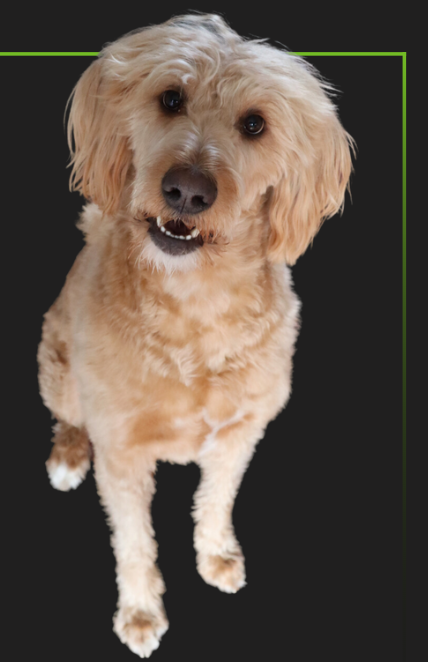 A small dog is standing on its hind legs and looking up at the camera.