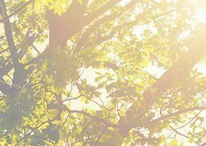 korean grocery store florida 