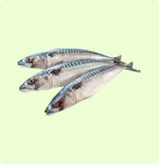 Mackerel