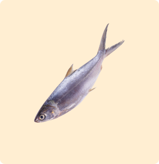 Mackerel