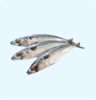 Squid