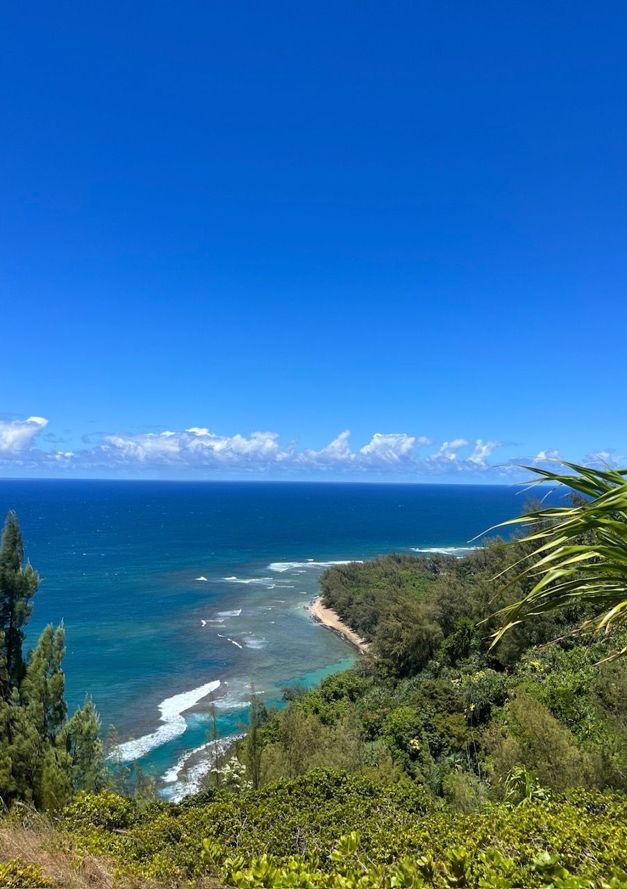 A view of the ocean from a lush green hillside.