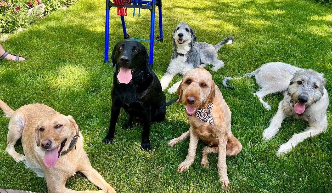 A group of dogs are sitting and laying in the grass.