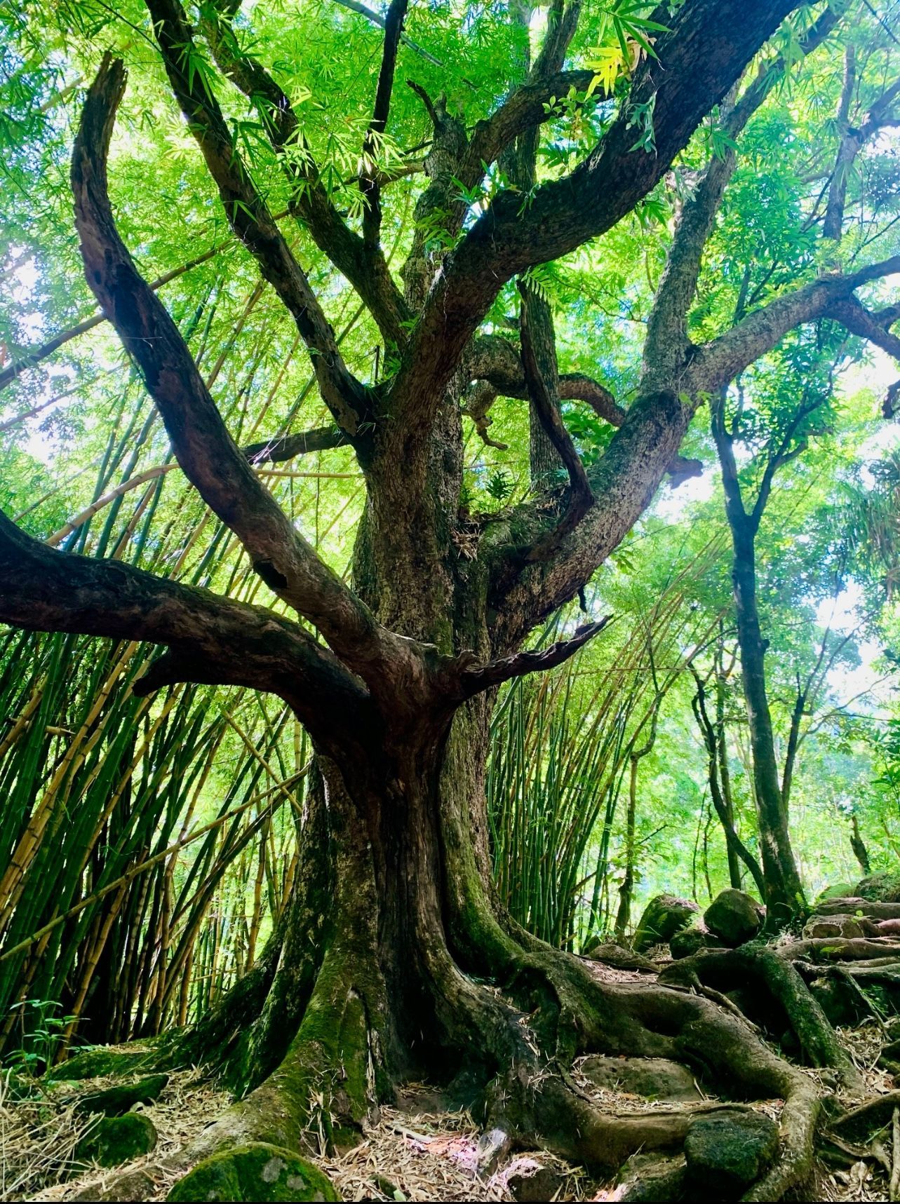 A large tree in the middle of a forest with lots of branches and roots.