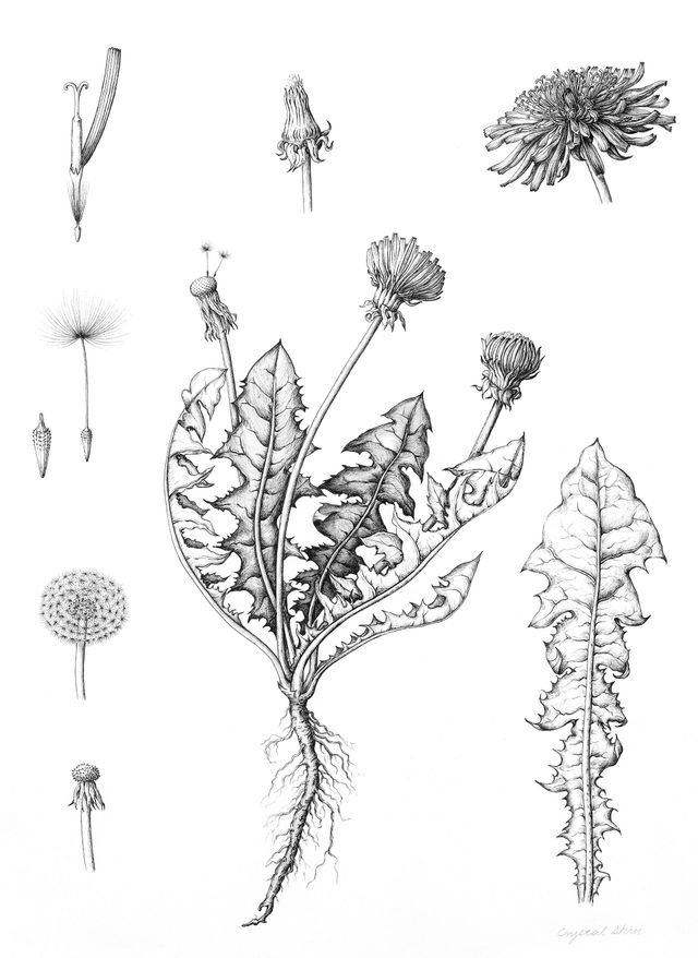 Botanical Illustration: Why it's still relevant - Lizzie Harper