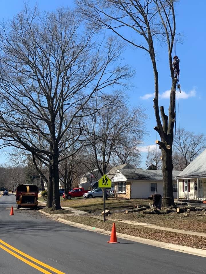 a man is cutting down a tree on the side of the road .