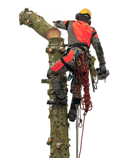 a man is climbing a tree with a chainsaw .