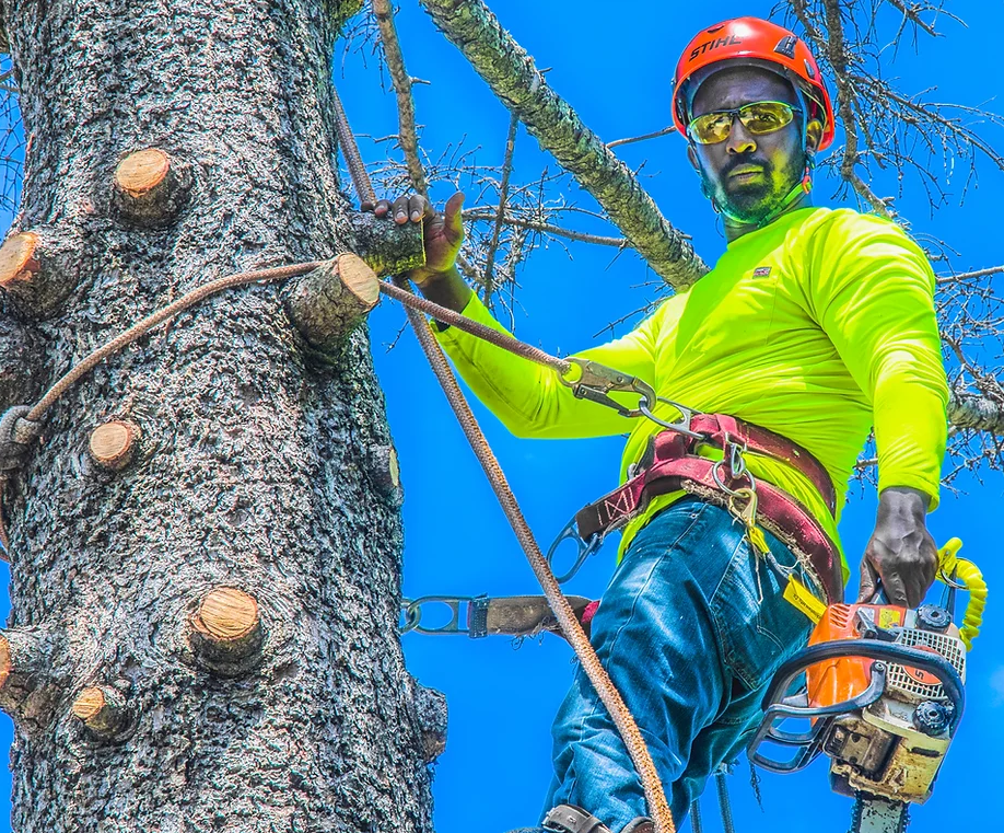 a man is climbing a tree with a chainsaw .